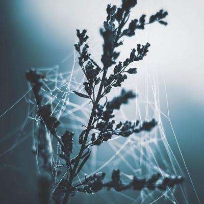 百度幻境缘手游下载